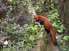 -都江堰中华大熊猫苑