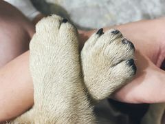 -瑞鹏宠物医院犬猫全科(真大分院)