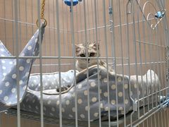 -藏猫猫咖啡主题馆(中央大道店)