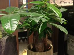 -湊湊火锅·茶憩(和平大悦城店)