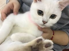-李小姐の猫咖啡馆(五角场店)