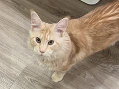 -十年猫舍·猫咪专门店(普陀店)