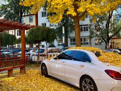 -三里屯东五街银杏大道