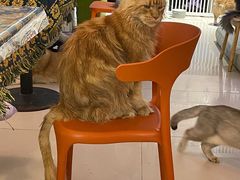-平行世界·猫咖(首经贸店)