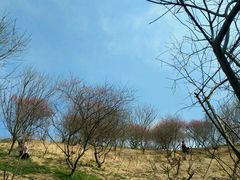 -新建村梅花