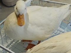 -怪兽屋·羊驼·猫咖·狗咖(俊华广场店)