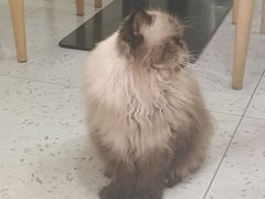 -喵园·猫主题咖啡厅·撸猫·猫咖(国贸店)