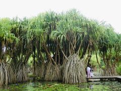 -中国科学院西双版纳热带植物园