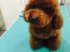 -佳雯宠物医院(四明中路分院)