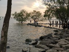 -宝安西湾红树林湿地公园