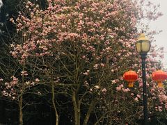 -广州市流溪河国家森林公园