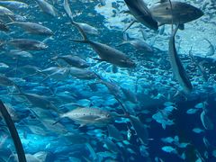 -上海海洋水族馆