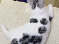 -芭比堂动物医院广州顽皮分院