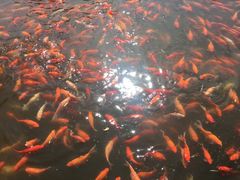 -西湖外事游船(花港观鱼码头)