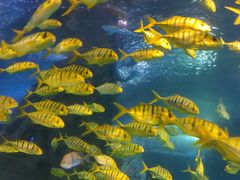 -太平洋海底世界