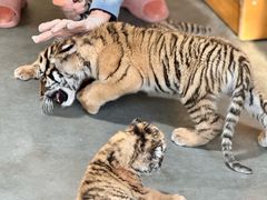 -大连森林动物园