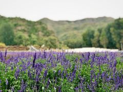 -紫海香堤香草艺术庄园