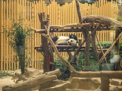 -成都大熊猫繁育研究基地