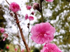 -桃花涧