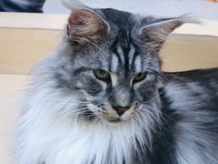 -瞄一喵猫咖(格力海岸店)
