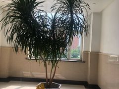-吉林大学中日联谊医院(中心院区)