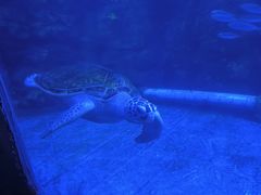 -太平洋海底世界