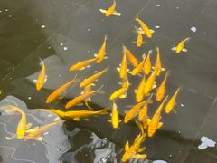 -觀芷隐轩