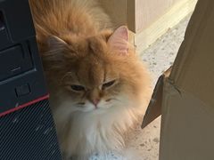 -A猫a狗全科·犬猫异宠·芥西宠物医院(南开总院)