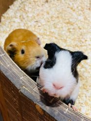 点击看大图 -Zoolung Zoolung动物主题公园(海信广场店)