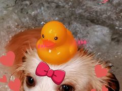 -爱派特动物医院·全科诊疗中心