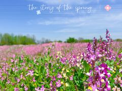 -花开海上生态园