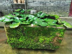 -乐氏荤豆花