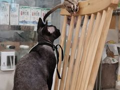 -楼上猫咖(罗湖店)