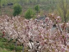 -樱花山风景区