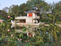 -金花茶公园