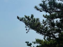 -日照海滨国家森林公园
