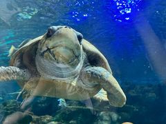 -上海海洋水族馆