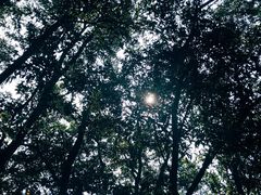 -大屏嶂森林公园