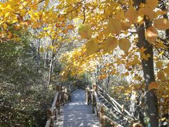 -大岭沟猕猴桃谷风景区