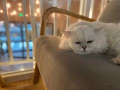 -松果猫咖(桐乡吾悦金街店)