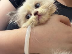 -楼上猫咖(罗湖店)