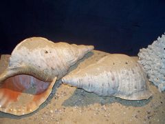 -亚龙湾中心广场·贝壳馆