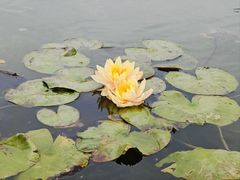 -白洋淀景区