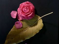 -澳门皇庭海景酒店