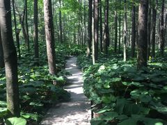 -洛阳白云山景区