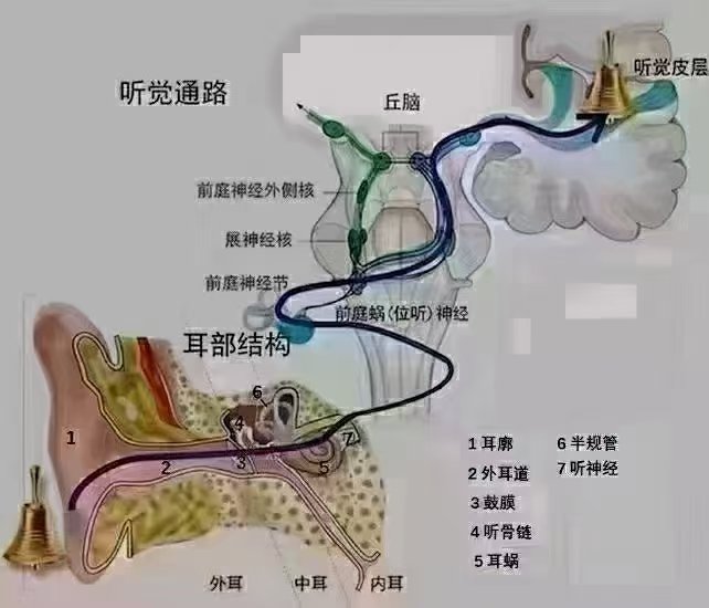 耳朵和大脑结构示意图图片