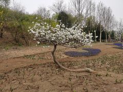 -石家庄市植物园