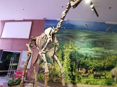 -陕西自然博物馆