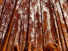 -上海海湾国家森林公园