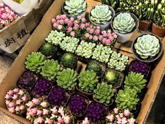 -双季花艺园艺市场(浦东店)